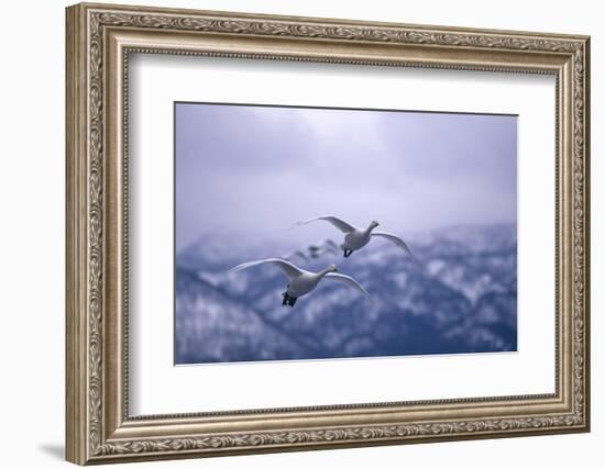 Whooper Swans Flying-DLILLC-Framed Photographic Print