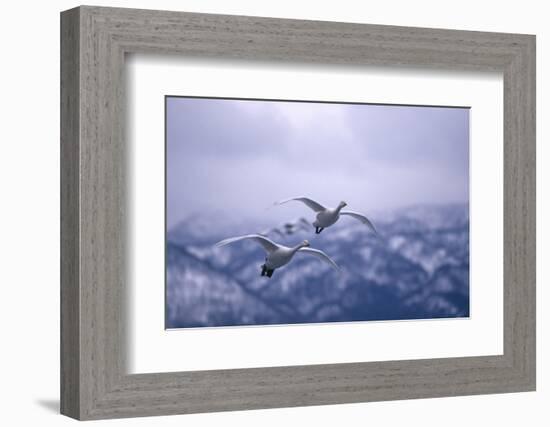 Whooper Swans Flying-DLILLC-Framed Photographic Print