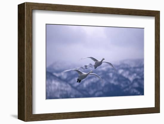 Whooper Swans Flying-DLILLC-Framed Photographic Print