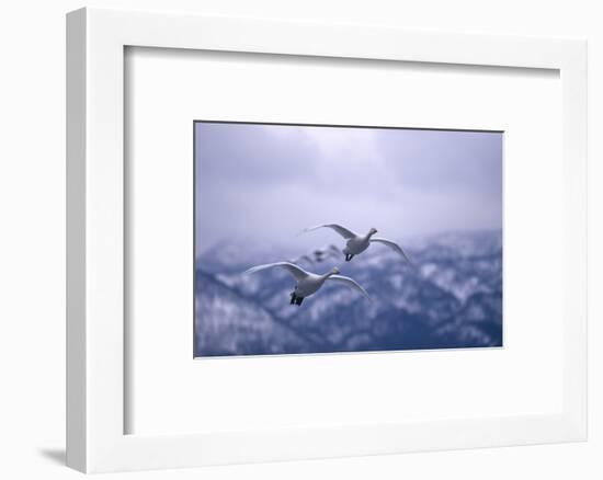 Whooper Swans Flying-DLILLC-Framed Photographic Print