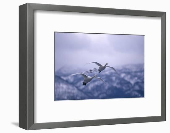 Whooper Swans Flying-DLILLC-Framed Photographic Print