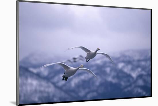 Whooper Swans Flying-DLILLC-Mounted Photographic Print