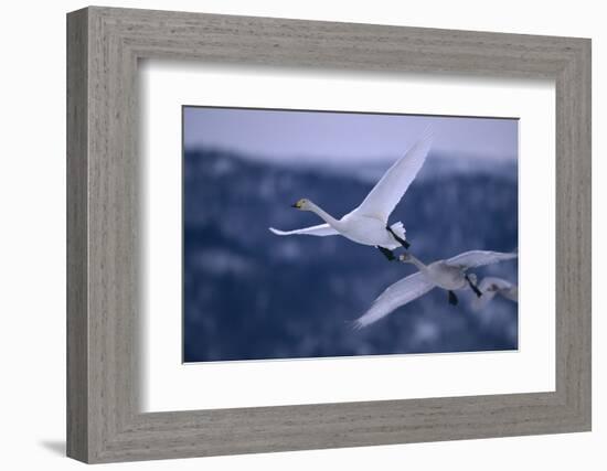 Whooper Swans Flying-DLILLC-Framed Photographic Print