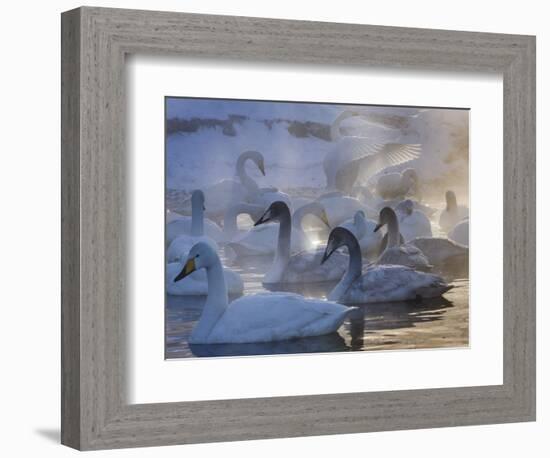 Whooper swans, Hokkaido Island, Japan-Art Wolfe-Framed Photographic Print