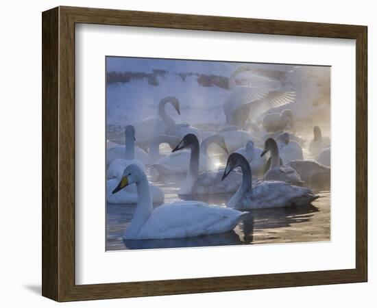 Whooper swans, Hokkaido Island, Japan-Art Wolfe-Framed Photographic Print