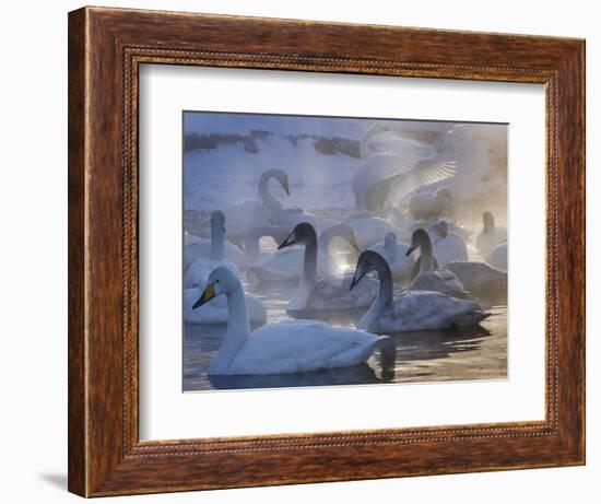 Whooper swans, Hokkaido Island, Japan-Art Wolfe-Framed Photographic Print
