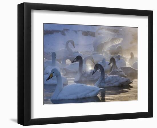 Whooper swans, Hokkaido Island, Japan-Art Wolfe-Framed Photographic Print