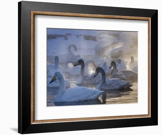 Whooper swans, Hokkaido Island, Japan-Art Wolfe-Framed Photographic Print