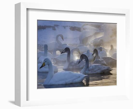 Whooper swans, Hokkaido Island, Japan-Art Wolfe-Framed Photographic Print