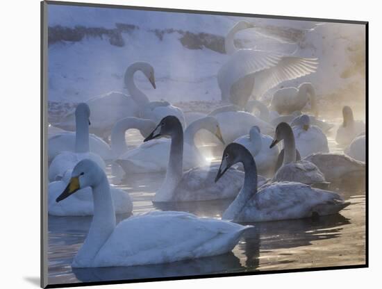 Whooper swans, Hokkaido Island, Japan-Art Wolfe-Mounted Photographic Print