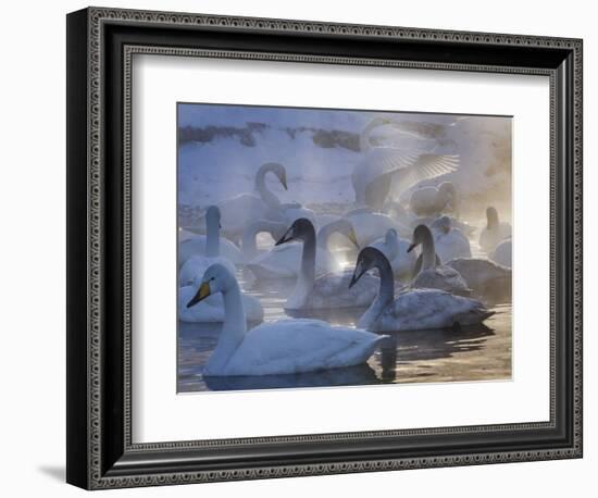 Whooper swans, Hokkaido Island, Japan-Art Wolfe-Framed Photographic Print