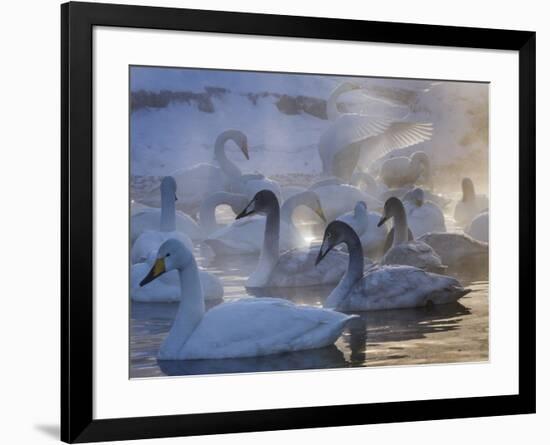Whooper swans, Hokkaido Island, Japan-Art Wolfe-Framed Photographic Print