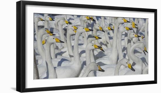 Whooper swans, Hokkaido Island, Japan-Art Wolfe-Framed Photographic Print