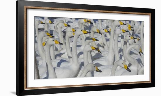 Whooper swans, Hokkaido Island, Japan-Art Wolfe-Framed Photographic Print