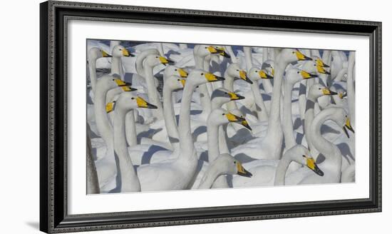 Whooper swans, Hokkaido Island, Japan-Art Wolfe-Framed Photographic Print