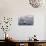 Whooper Swans, Hokkaido, Japan-Art Wolfe-Photographic Print displayed on a wall