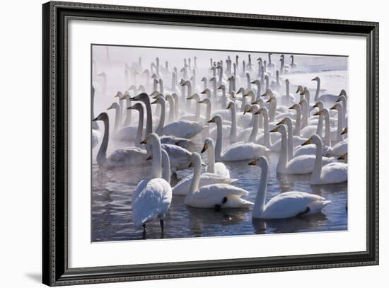 Whooper Swans, Hokkaido, Japan-Art Wolfe-Framed Photographic Print