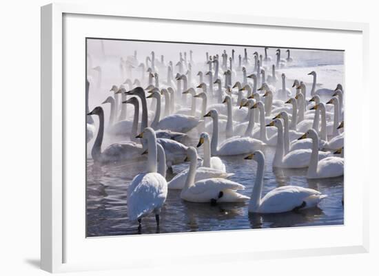 Whooper Swans, Hokkaido, Japan-Art Wolfe-Framed Photographic Print