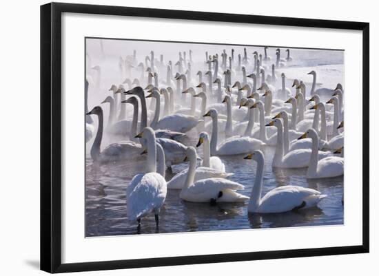 Whooper Swans, Hokkaido, Japan-Art Wolfe-Framed Photographic Print