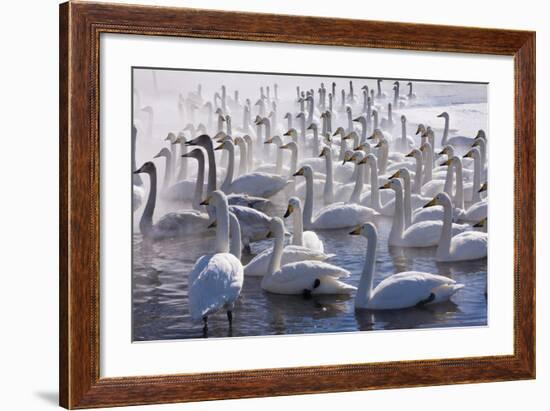 Whooper Swans, Hokkaido, Japan-Art Wolfe-Framed Photographic Print