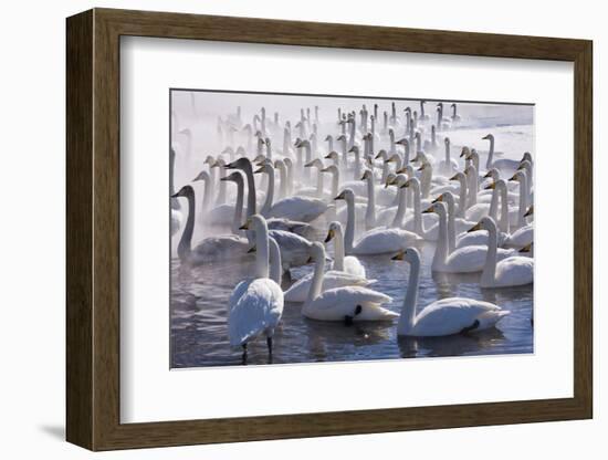 Whooper Swans, Hokkaido, Japan-Art Wolfe-Framed Photographic Print