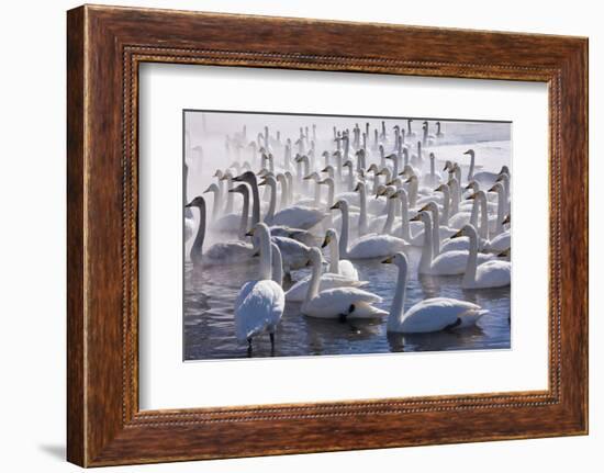 Whooper Swans, Hokkaido, Japan-Art Wolfe-Framed Photographic Print