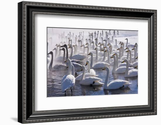 Whooper Swans, Hokkaido, Japan-Art Wolfe-Framed Photographic Print