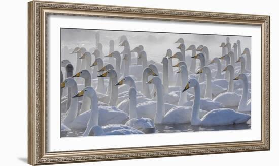 Whooper swans, Hokkaido, Japan-Art Wolfe-Framed Photographic Print