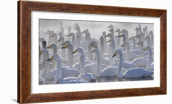 Whooper swans, Hokkaido, Japan-Art Wolfe-Framed Photographic Print