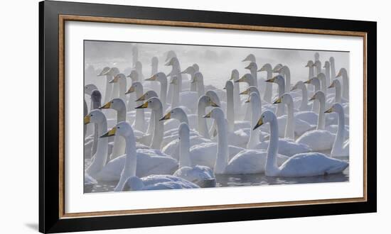 Whooper swans, Hokkaido, Japan-Art Wolfe-Framed Photographic Print