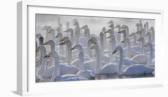 Whooper swans, Hokkaido, Japan-Art Wolfe-Framed Photographic Print