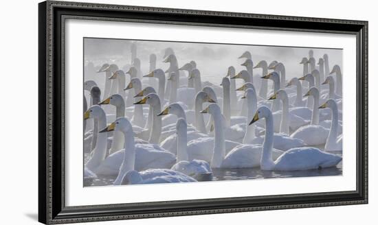 Whooper swans, Hokkaido, Japan-Art Wolfe-Framed Photographic Print