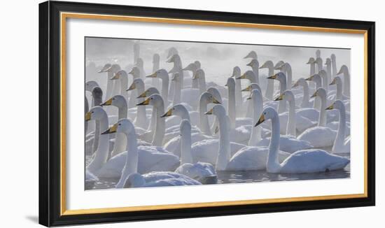 Whooper swans, Hokkaido, Japan-Art Wolfe-Framed Photographic Print