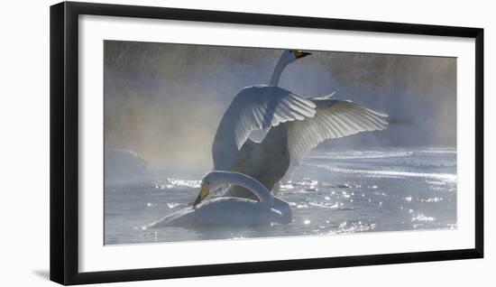 Whooper swans, Hokkaido, Japan-Art Wolfe-Framed Photographic Print