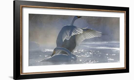 Whooper swans, Hokkaido, Japan-Art Wolfe-Framed Photographic Print