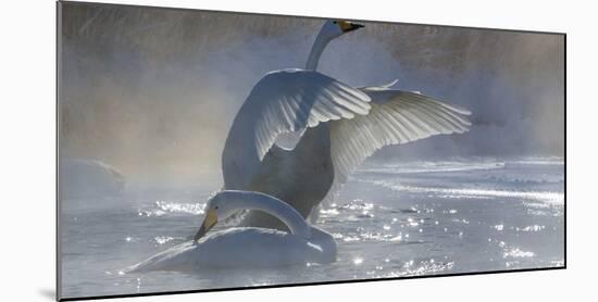 Whooper swans, Hokkaido, Japan-Art Wolfe-Mounted Photographic Print