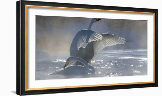 Whooper swans, Hokkaido, Japan-Art Wolfe-Framed Photographic Print