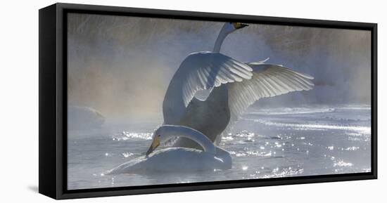 Whooper swans, Hokkaido, Japan-Art Wolfe-Framed Premier Image Canvas