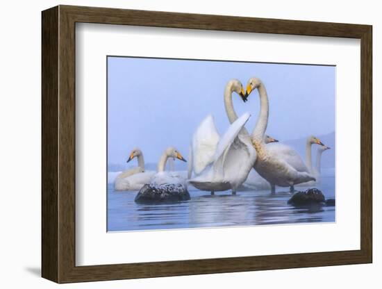 Whooper swans, Hokkaido, Japan-Art Wolfe Wolfe-Framed Photographic Print