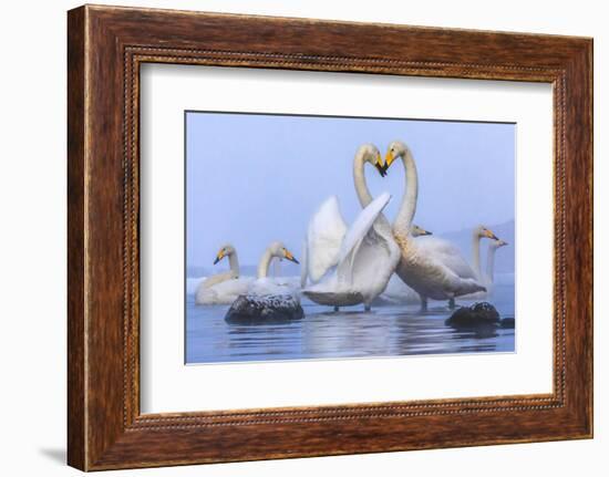 Whooper swans, Hokkaido, Japan-Art Wolfe Wolfe-Framed Photographic Print