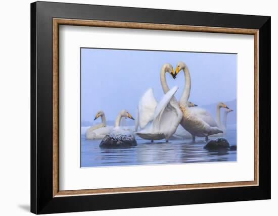 Whooper swans, Hokkaido, Japan-Art Wolfe Wolfe-Framed Photographic Print