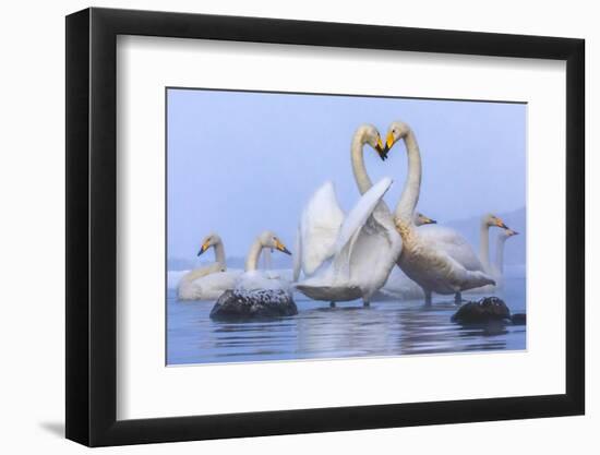 Whooper swans, Hokkaido, Japan-Art Wolfe Wolfe-Framed Photographic Print