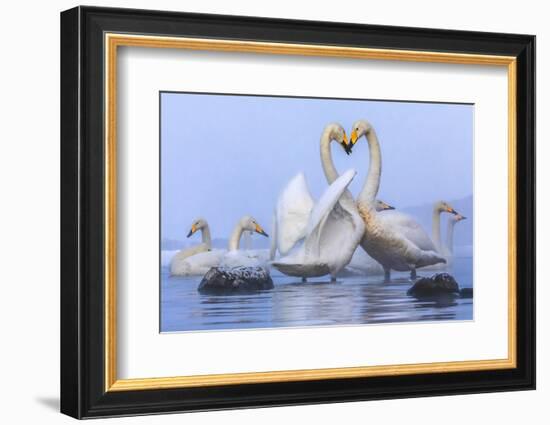 Whooper swans, Hokkaido, Japan-Art Wolfe Wolfe-Framed Photographic Print