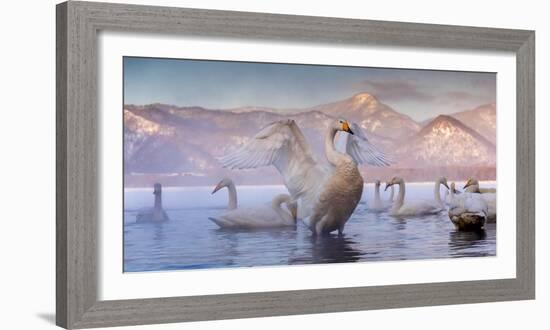 Whooper swans, Hokkaido, Japan-Art Wolfe Wolfe-Framed Photographic Print