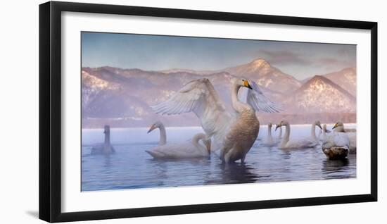 Whooper swans, Hokkaido, Japan-Art Wolfe Wolfe-Framed Photographic Print