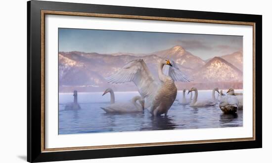 Whooper swans, Hokkaido, Japan-Art Wolfe Wolfe-Framed Photographic Print