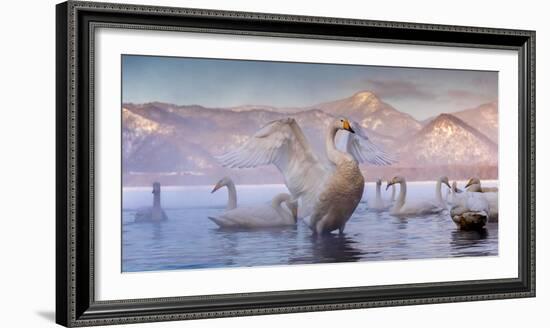 Whooper swans, Hokkaido, Japan-Art Wolfe Wolfe-Framed Photographic Print