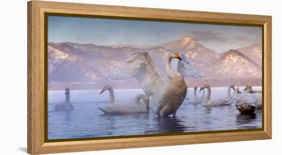 Whooper swans, Hokkaido, Japan-Art Wolfe Wolfe-Framed Premier Image Canvas