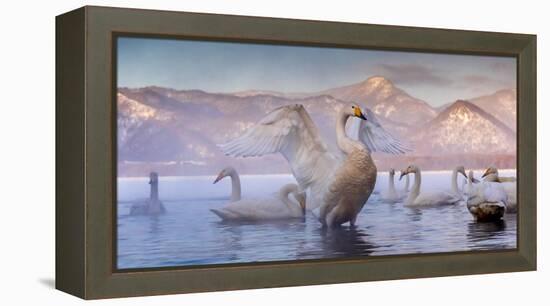 Whooper swans, Hokkaido, Japan-Art Wolfe Wolfe-Framed Premier Image Canvas