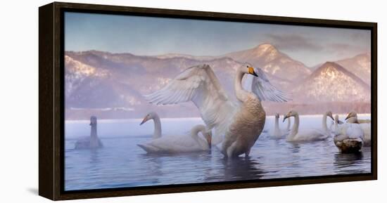 Whooper swans, Hokkaido, Japan-Art Wolfe Wolfe-Framed Premier Image Canvas